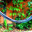 Hostel Gentileza - Guest House