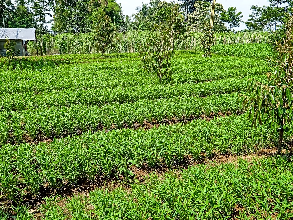 OYO Homes 91067 Desa Wisata Santanamekar