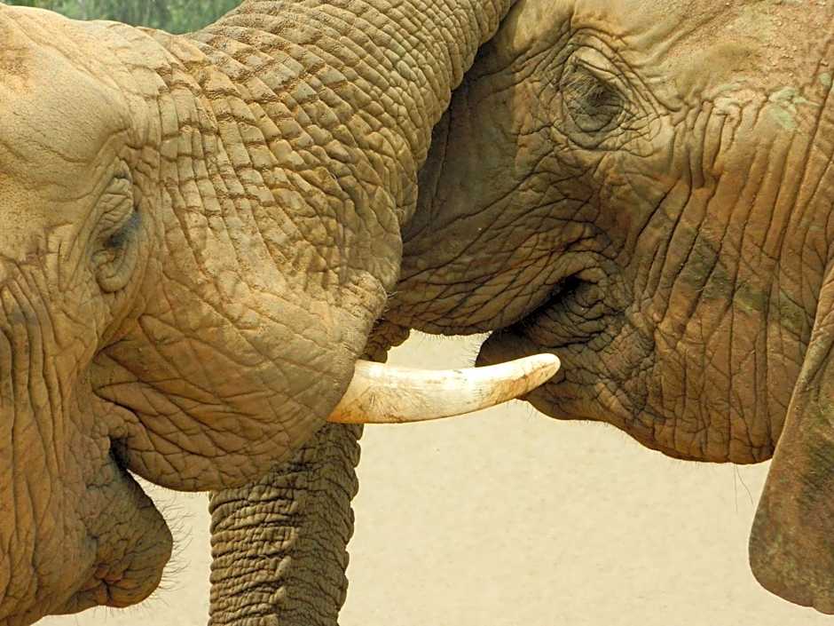 African Hills Safari Lodge & Spa