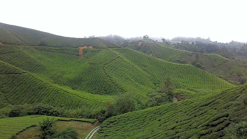 Sweet Potato Apartment