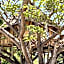 Antonio Beach Tree House Hotel & Spa