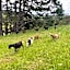Pukeatua Farmstay