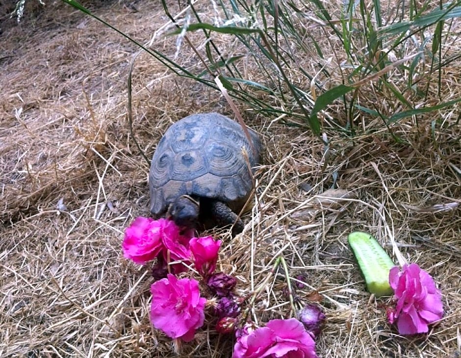 Myrtle the Turtle Guesthouse