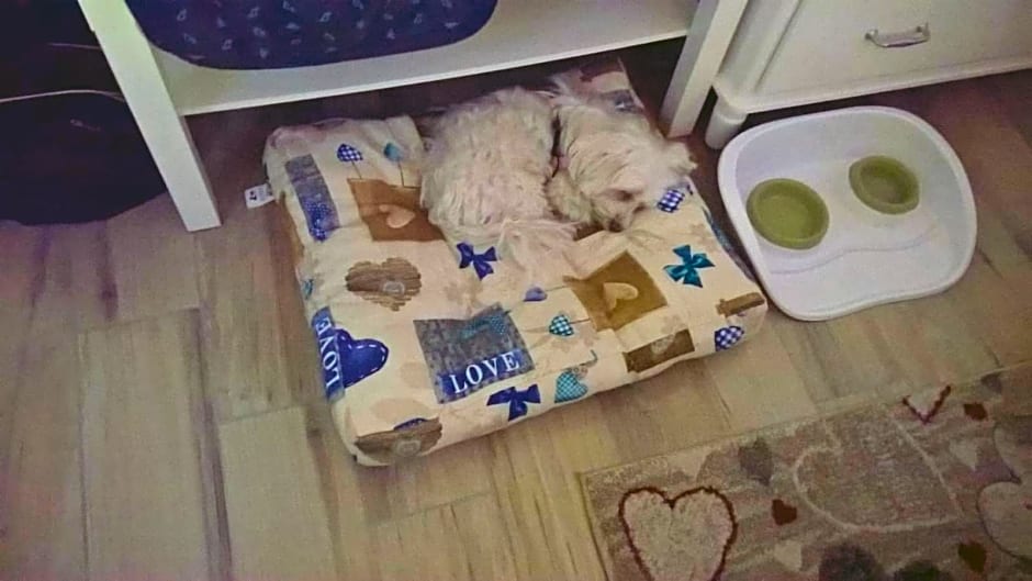 B&B Elfo degli Ulivi