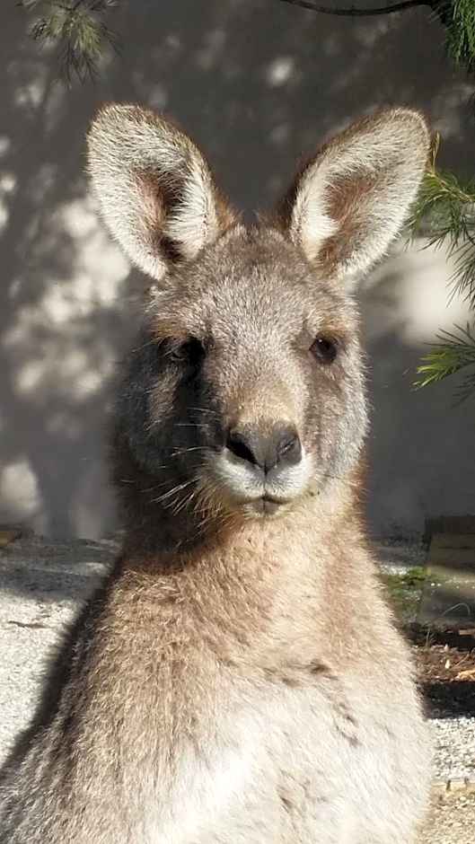 YHA Grampians Eco, Halls Gap