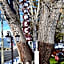 Silver Maple Inn