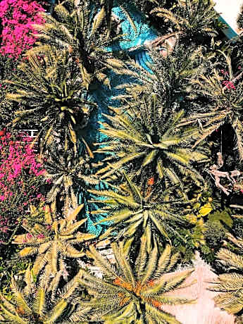 Flamingo Hotel & Spa - Pet Friendly