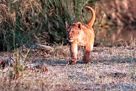 Foxy Crocodile Bush Lodge & Kruger Safaris