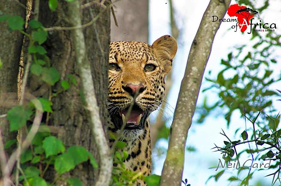 Dream of Africa Bush Lodge