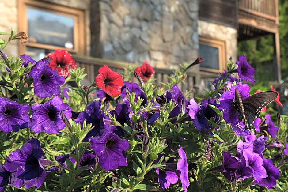 Springmaid Mountain Retreat & Stables