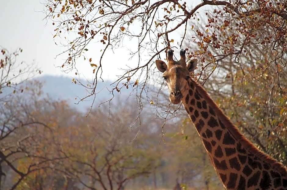 Kilima Private Game Reserve & Spa