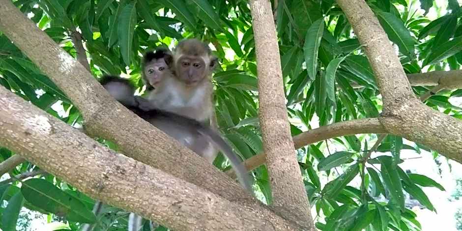 Green Forest Tangkahan
