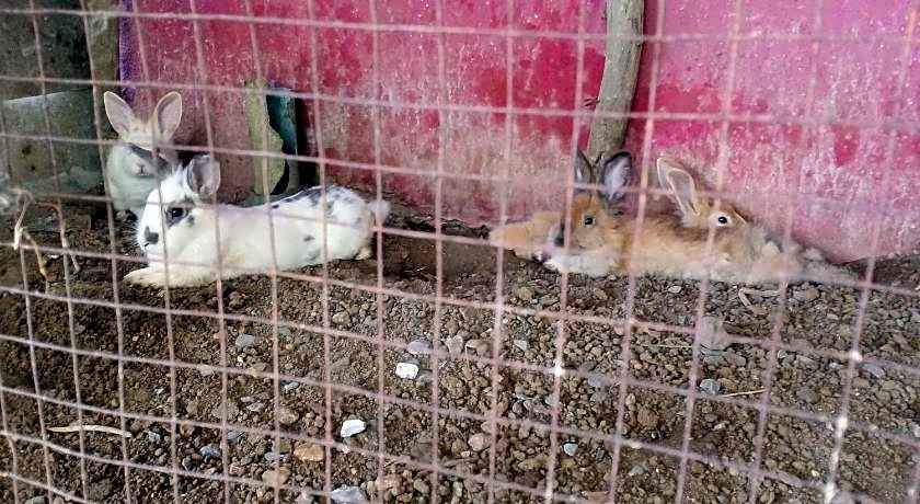 RueangSriSiRi Guest House 2