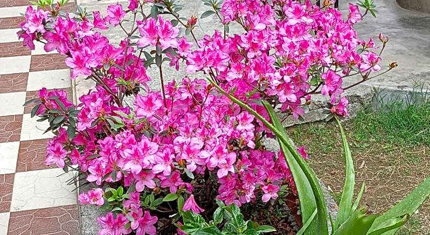 Pokhara Metro Eco Hotel Pvt.Ltd