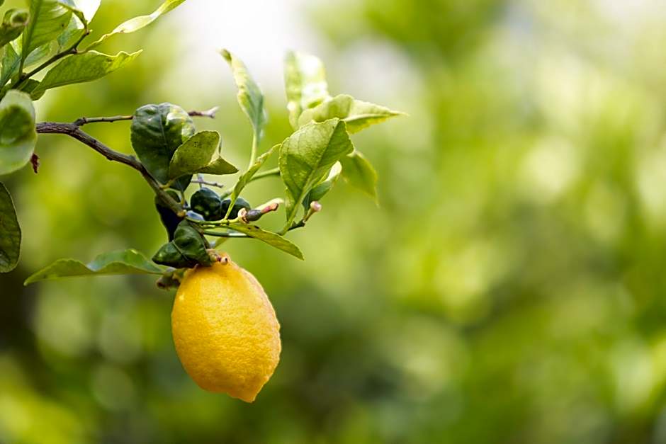 Relais Regina Giovanna