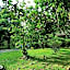 Green Forest Tangkahan