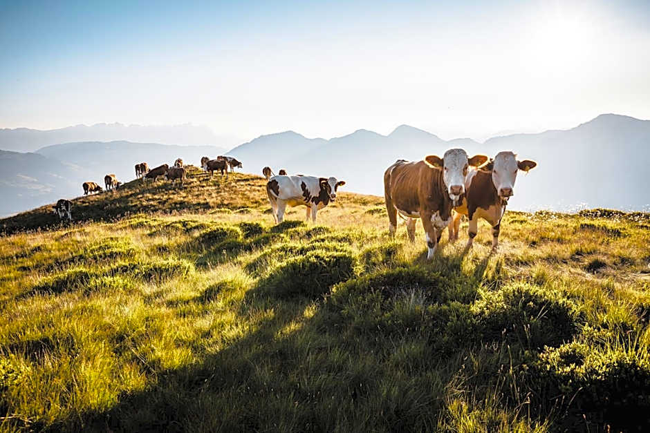 Frühstückspension Samerhof