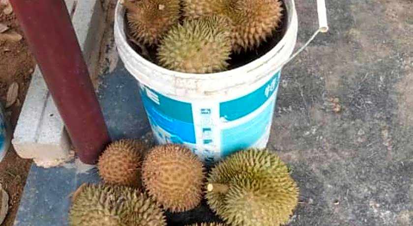 VILLA D' KEBUN WITH FREE FRUITS