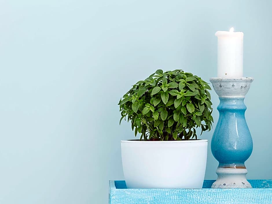 Paradise Design Apartments