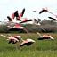 Bird View Resort Anawilundawa