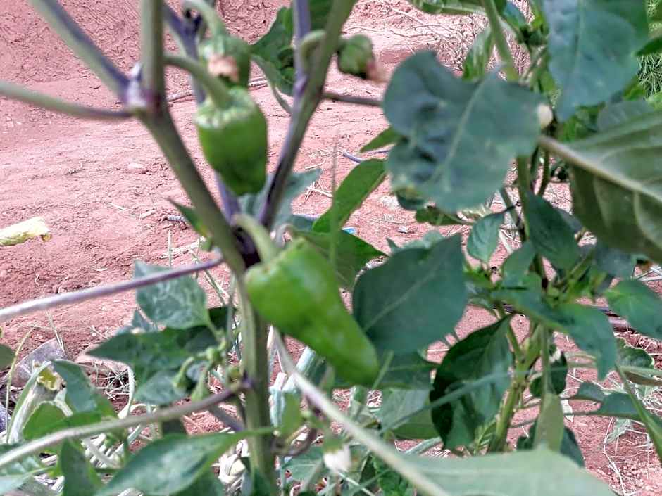 d'hôte Jnane-Dar Diafa