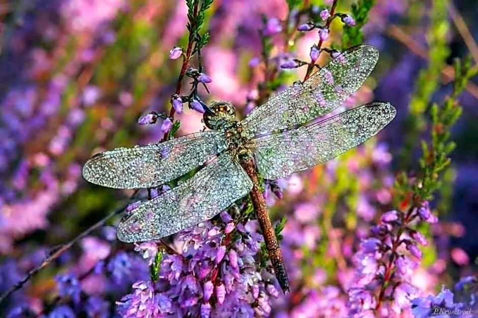 Gościniec Biebrzański