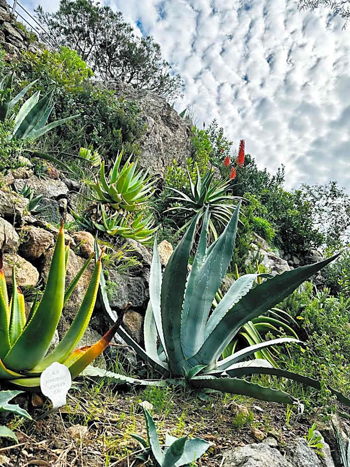 Hotel Boutique Ideal