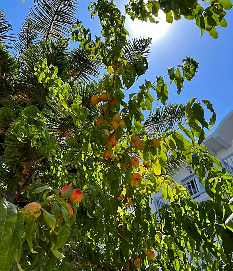 Theodorou Beach Hotel Apartments