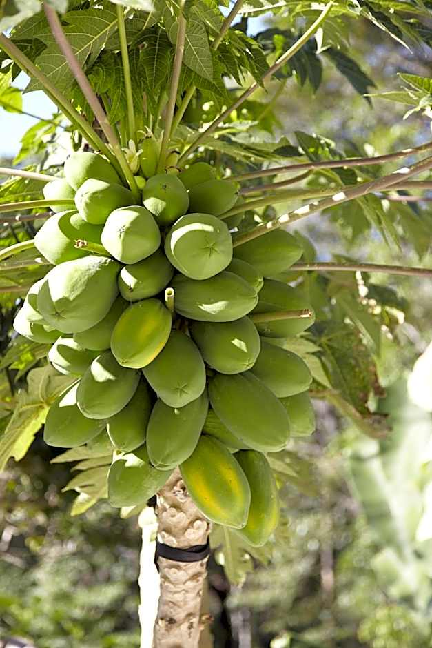 Alaya Verde Bed & Breakfast