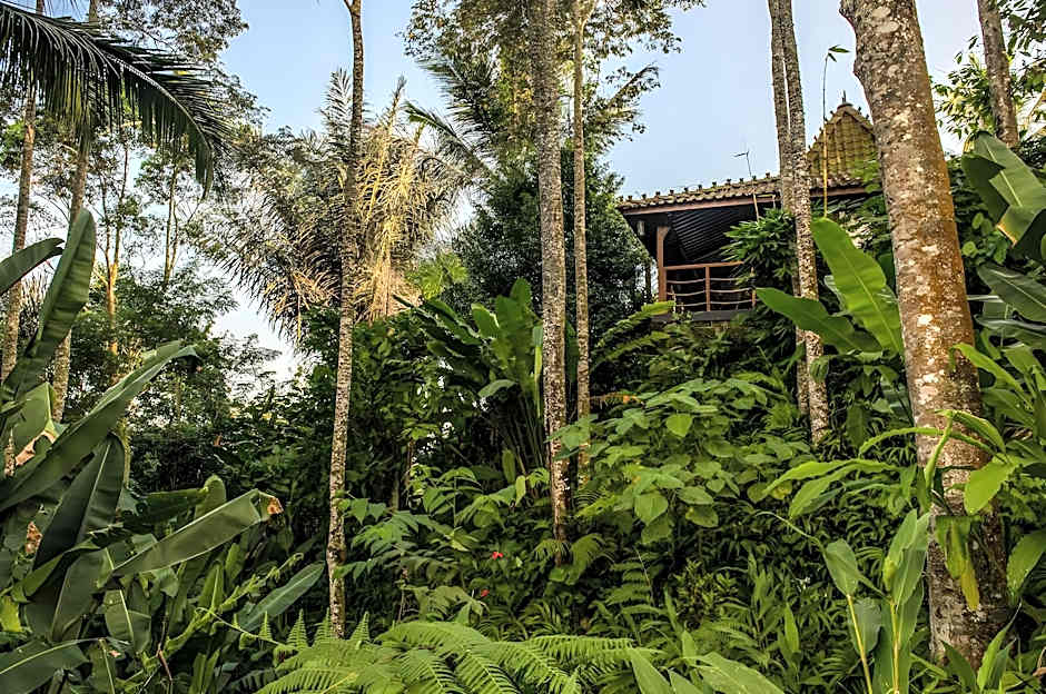Alassari Plantation