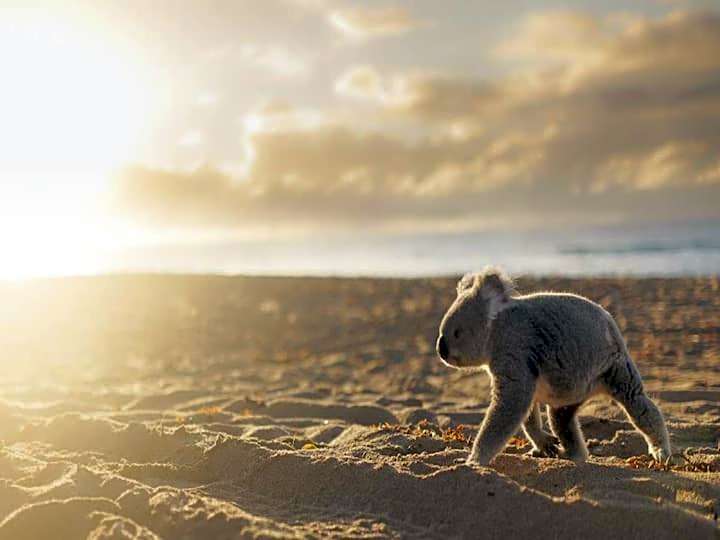 Beeches By The Sea