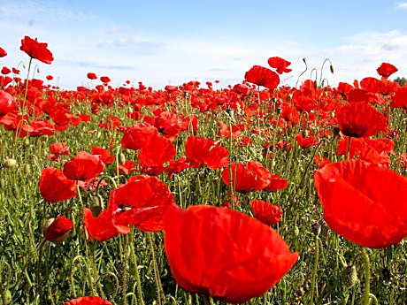 Bungalow in Borgerende-Rethwisch mit Sauna