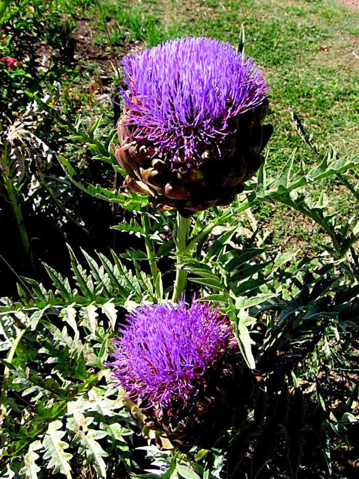 Bowral Road Art Gallery Bed and Breakfast