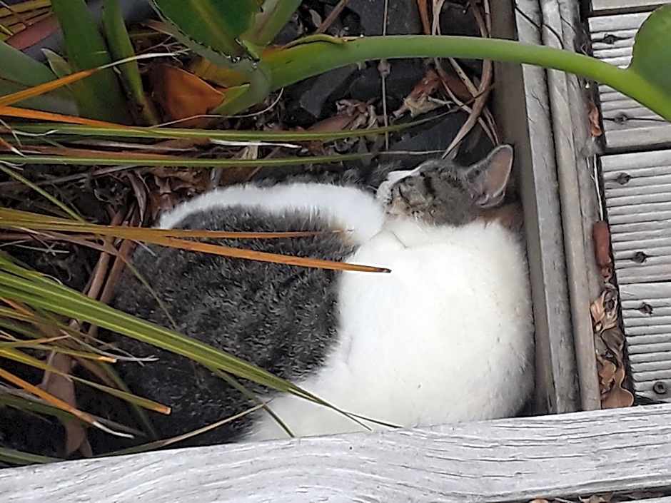 Lady Bowen Bed & Breakfast