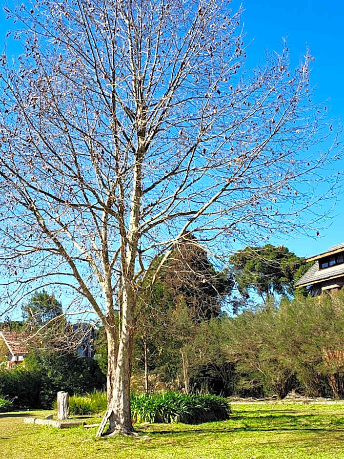 Apartamento Flor de Canela