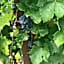 Domaine de Peilhan