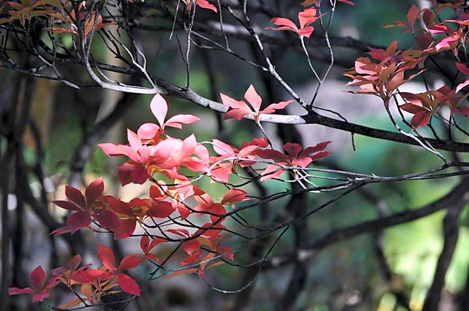 Yudanaka Yumoto