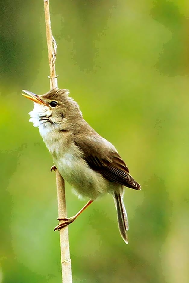 Somerleyton Meadows - The Hideaway Hut & Hot Tub