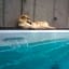 Swiss Borzoi House
