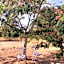 Le Jardin de Rose 24 FEUILLEBERT Romagne 86700