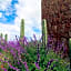 Albor San Miguel de Allende, Tapestry Collection