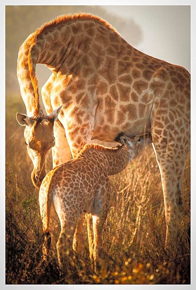 Thali Thali Game Lodge