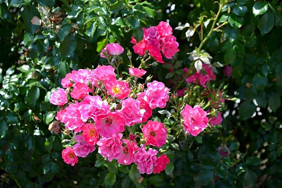 Hôtel Formules Club