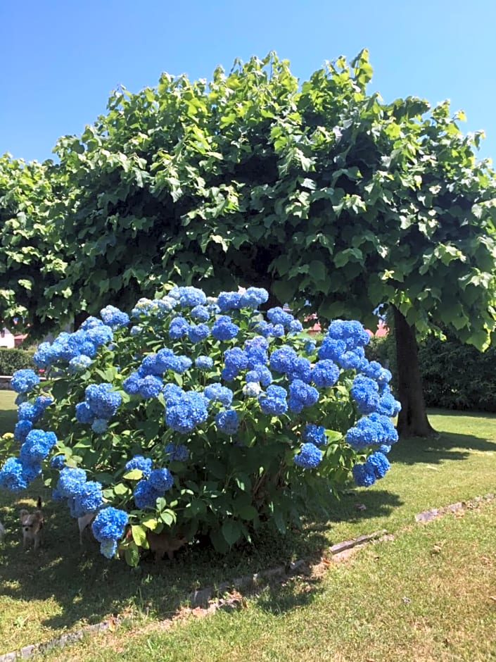 B&B Il tempo del sogno con cani e gatti Pet&Breakfast