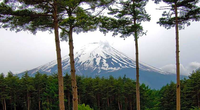Evergreen-Fuji