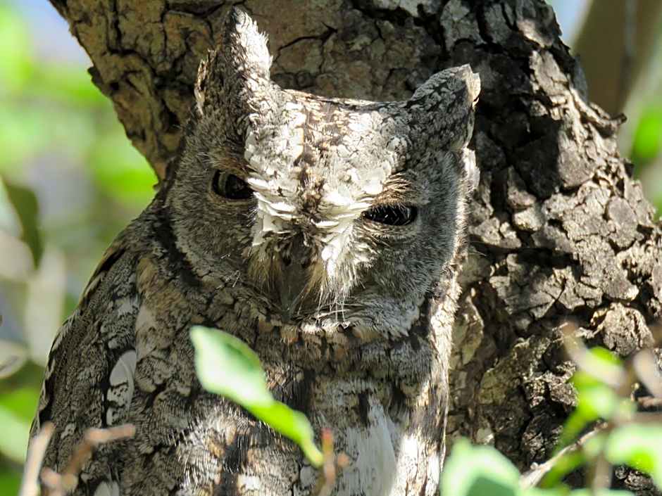 Bushbaby River Lodge