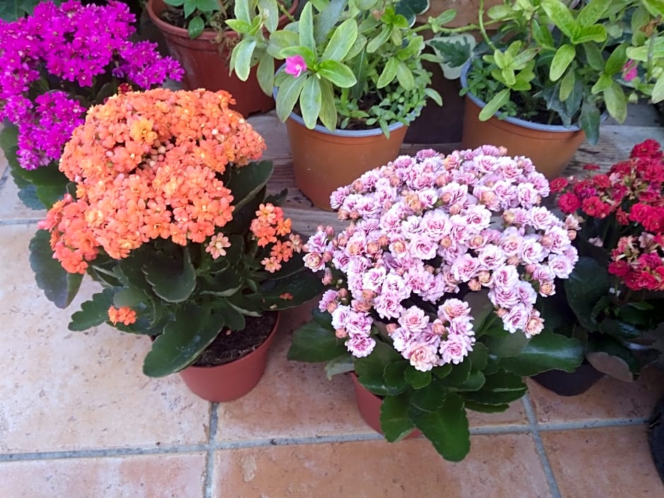 Agriturismo L'Uliveto