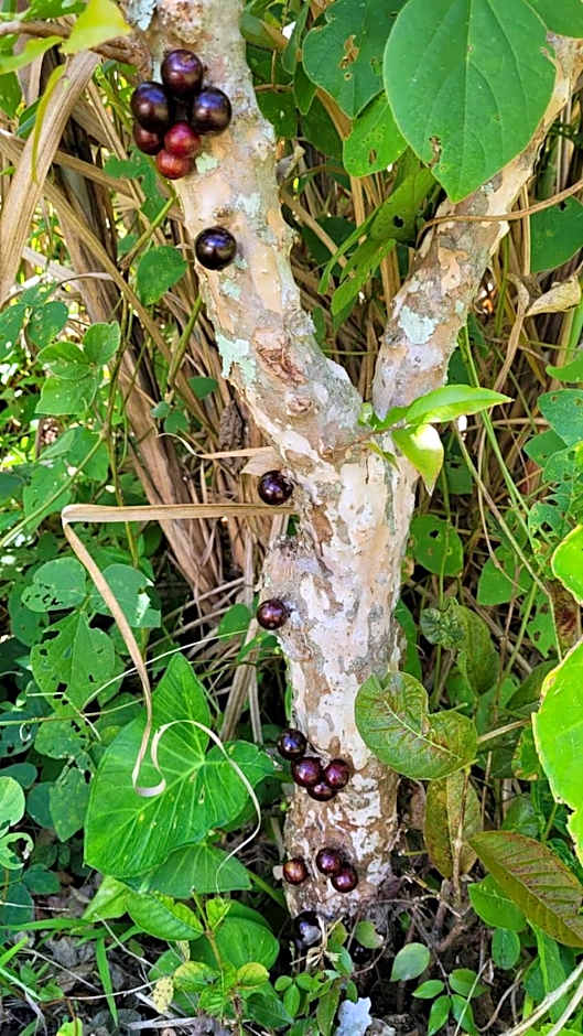 Sítio das Valquírias