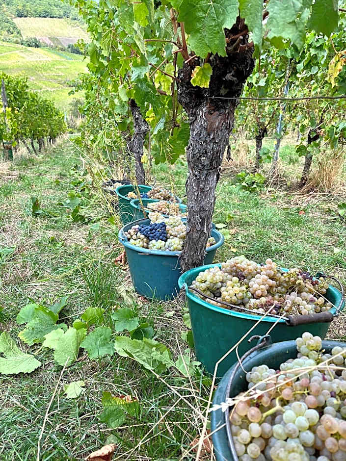 Chambre du Vigneron - Domaine Léon BLEESZ