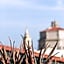 Agave in Città